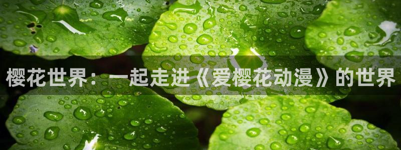 omofun动漫在线看：樱花世界：一起走进《爱樱花动漫》的世界