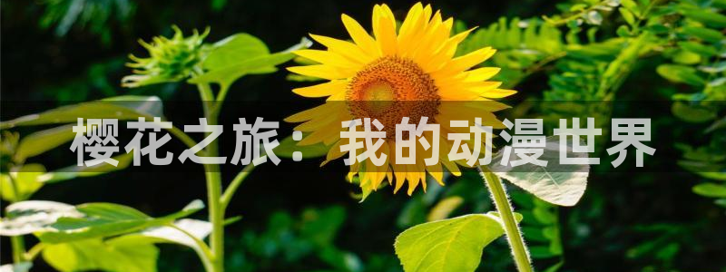 omofun免费正版下载：樱花之旅：我的动漫世界